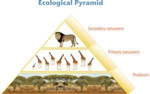 Ecological Pyramids Is a diagram that shows the relative amounts of energy or matter contained within each trophic
