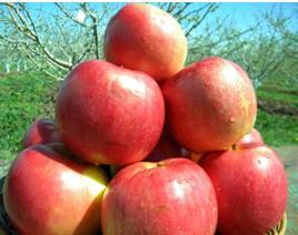 Fruits Snapshot Excellent nutritional characteristics Favorable climate and soil conditions