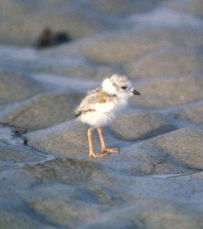 Decision Support for DOI Agencies Piping plover, C.
