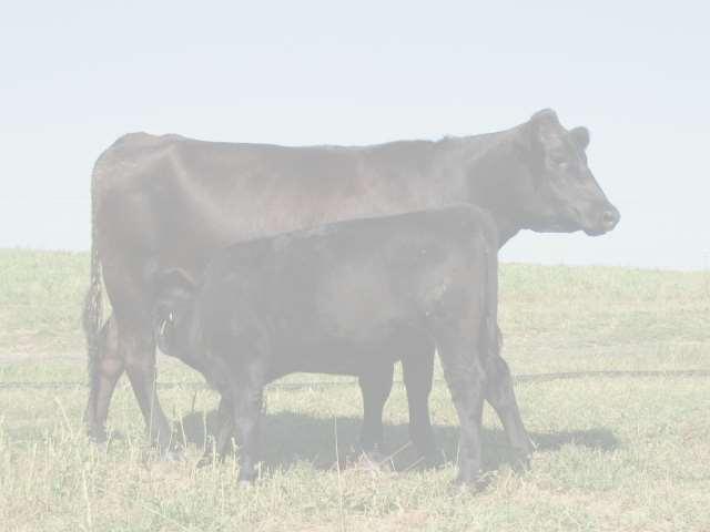 NW MN Beef Improvement Program (12 Beef Herds [914 hd] Avg Mature Wt.