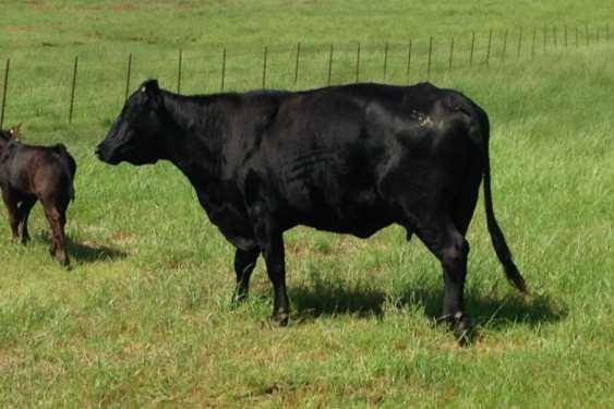 Guess the Weight Cow 097 body weight 1510 lbs Closest guess 1497 lbs Range 800 to