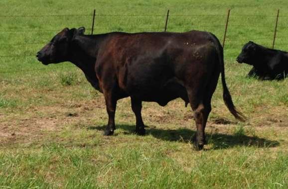 Guess the Weight Cow 4016 body weight 1225 lbs Closest guess 1225 lbs Range 812 to