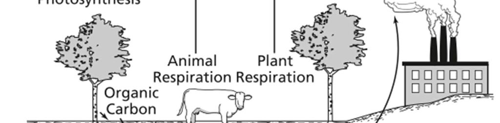 Why do only plants have CO2 going both into and out of them