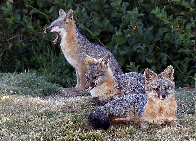 Fox Gray Fox SJ Kit Fox Coyote Mountain