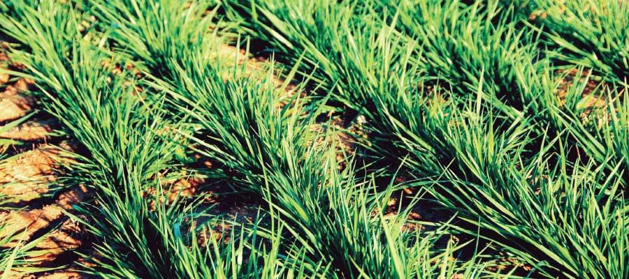 Origin Winter Active Tall Fescue Festuca arundinacea Derived from North African germplasm, Origin exhibits excellent persistence and production in summer-dry regions of Australia, and can be used as