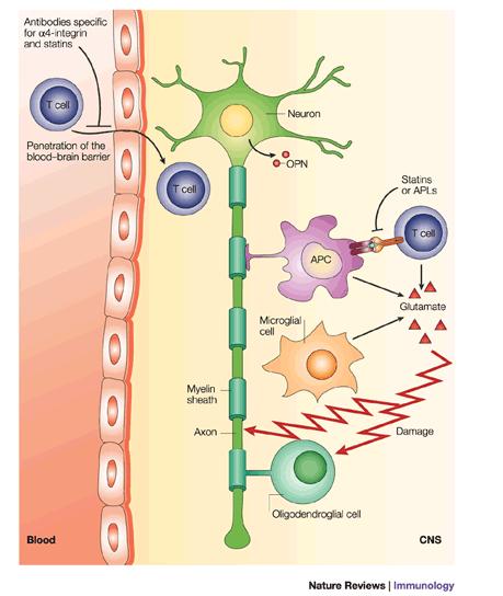 MRTCs Role in Multiple Sclerosis MRTC MRTCs cross the Blood Brain Barrier (BBB) into the central nervous system (CNS) from the periphery and bind to specific antigen presenting cells (APC) Antigen