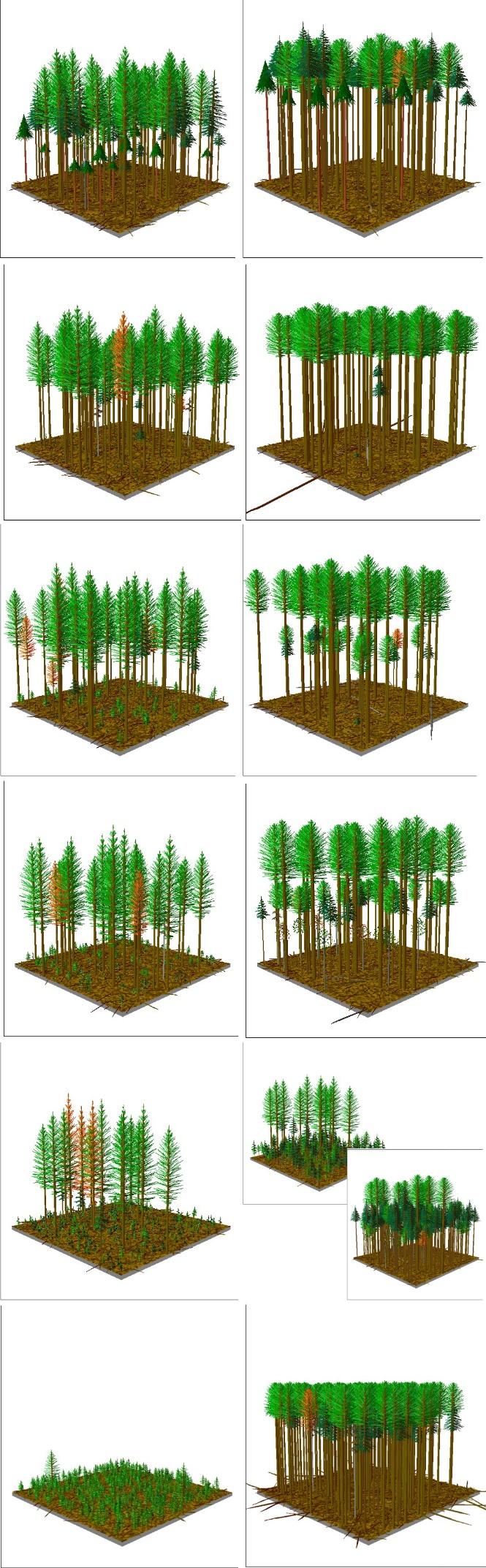 10 years 100 years Carbon Modeling for Blueridge Study Site Dylan Fischer, Evergreen State College CONTROL THIN 300 Ten Year Average C PATCHES GROUPS Aboveground Tree C (Tons C ha -1 ) 250 200 150