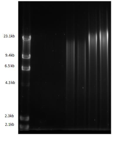 Figure 2 shows a fluorescent gel image presenting the relative length of DNA fragments post-purification from the 3 methods being compared.