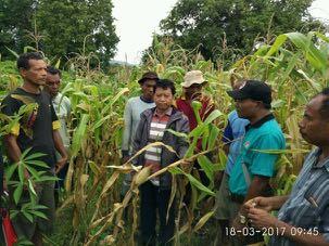 Cropping system: Field day During the farmers field day, there were few farmers that interested to try the cropping