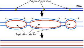 DNA Replication: Eukaryotes In eukaryotes, DNA replication starts at hundreds