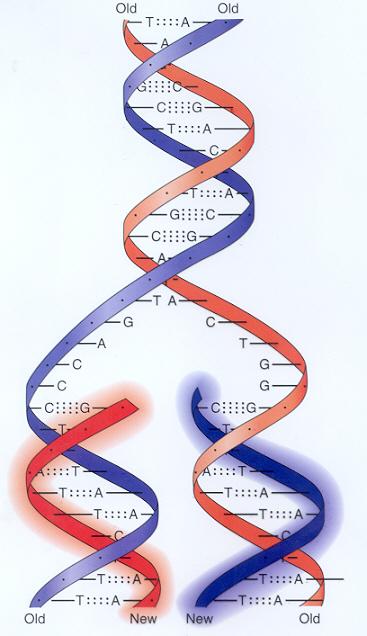 DNA Replication Enzymes unzip the DNA.