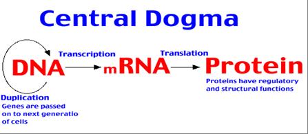 Central Dogma In living things, there is a one way flow of information from DNA à Proteins.
