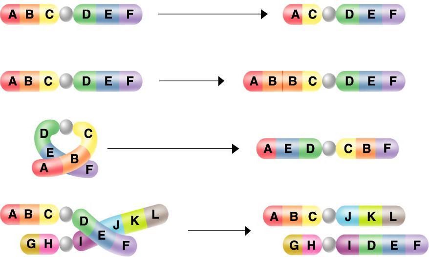 Chromosomal Mutations Section 12-4