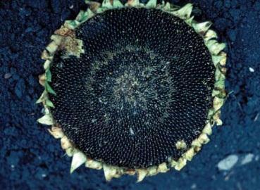 Sunflowers have the ability to scavenge nitrogen that has leached below the rooting depth of other crops.