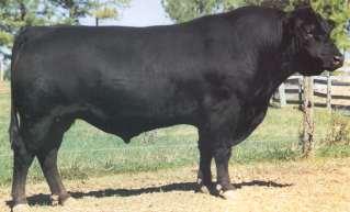cattle and are ideally suited for automated, economical