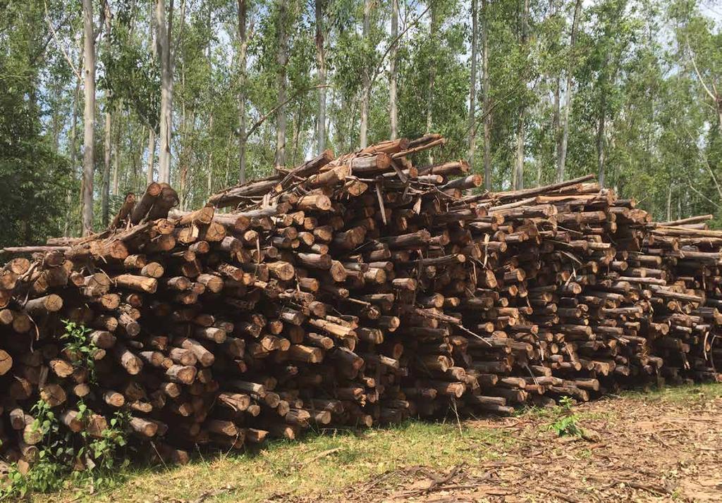 UK and Global Forestry The UK is the 3rd largest net importer of timber in the world, the vast majority of this total is soft-wood timber from the boreal forests of northern Europe and Russia.