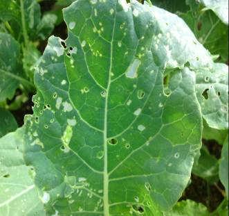 (window-pane) damage from Diamond-back moth larvae in kale