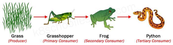 Organisms and their Environment (IGCSE Biology Syllabus 2016-2018) Food Chains and Food Webs o The sun is the principal source of energy input to biological