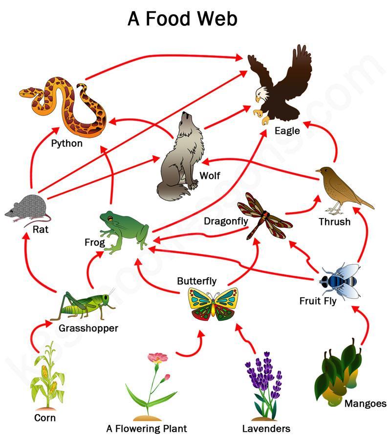 animals o At each step, energy is lost to the environment o Food chain: a chart showing the flow of energy from one organism to the next beginning with a