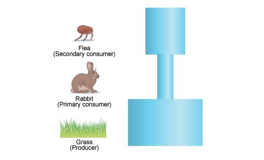 animal loses energy to environment and does not use up all the plant material so it
