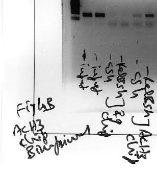Fig. 4B Right Panel Acetyl H3