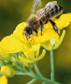 DIFFERENT INSECTICIDES MAY HAVE VARYING EFFECTS ON BEES. IN CASES WHERE EFFECTS MAY POTENTIALLY BE EXPECTED, SPECIAL CARE MUST BE TAKEN TO USE THEM IN A BEE-RESPONSIBLE MANNER.