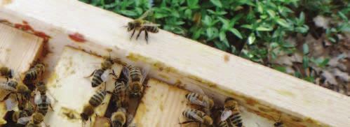 Honey bee health The number of bees in a hive naturally varies throughout the year. Their numbers may drop from a peak of up to 60,000 bees in midsummer, to only 8,000 after a long winter.