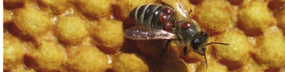 The term colony losses of bees is used, irrespective of the causes or specific symptoms, whereas CCD is a clearly defined syndrome with particular criteria.
