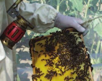 Honey bee safety and crop protection products There are strong ties between agriculture and beekeeping. As such, agricultural practices can influence bee health in many ways.