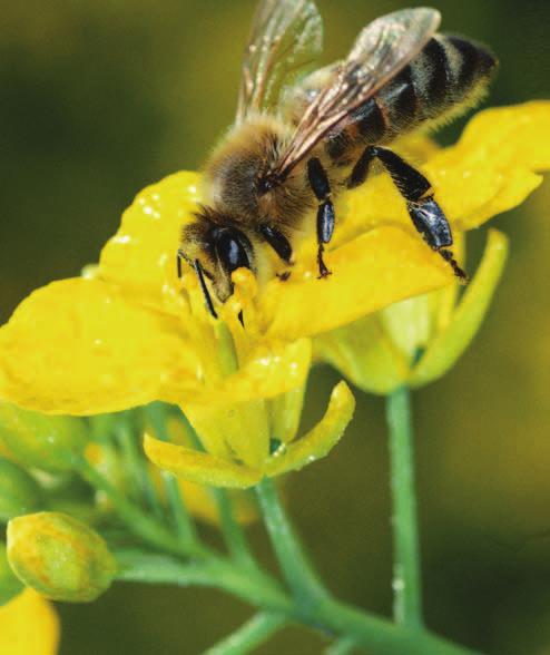 The use of neonicotinoid insecticides in agriculture has been seen by many as having revolutionized our ability to control damaging pests in a more environmentally-friendly way.