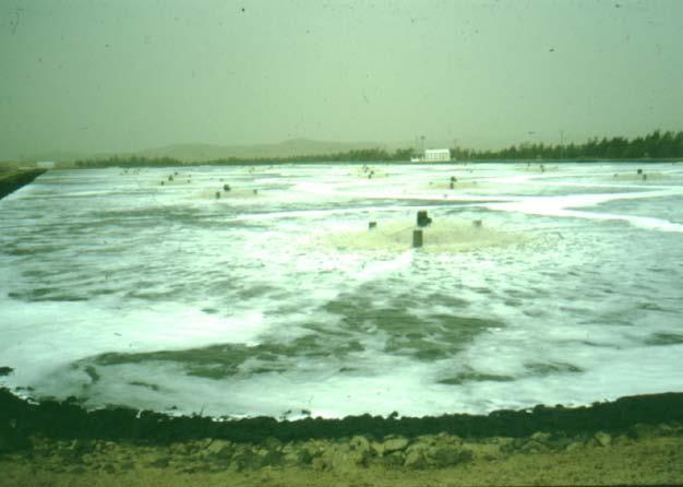 Surface Aerators in Maturation Ponds Yearly energy costs: 1.