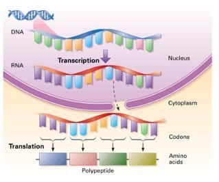 Name: Date: Block: Chapter 8: From DNA to Protein I. Concept 8.4: Transcription a. Central Dogma of Molecular Biology i. Information flows in one direction: ii. How?