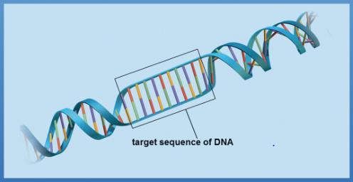 The shorter DNA fragments slip more easily through the pores of the gel. Therefore,.