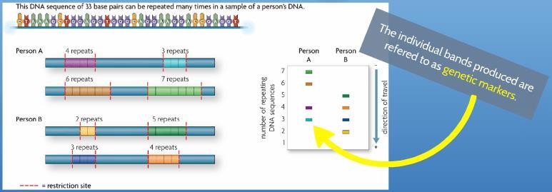 III. b. Result i. Each PCR cycle. ii. Using PCR to produce multiple copies of a DNA sample can: 1. Make further analysis of the sample much easier. 2.
