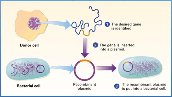 A plasmid is separate from the much larger bacterial chromosome and is passed from one bacterium to another, resulting in gene "sharing" among bacteria.