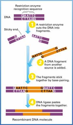 iii. How to Create Recombinant DNA 1. A cuts the DNA fragments. 2. A DNA fragment from another source is added. 3. The fragments stick together by base-pairing. 4.