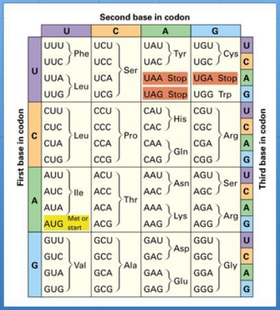 3 codons do not code for amino acids are "stop codons" (come at the end of each gene sequence) iii. 1 START Codon 1.