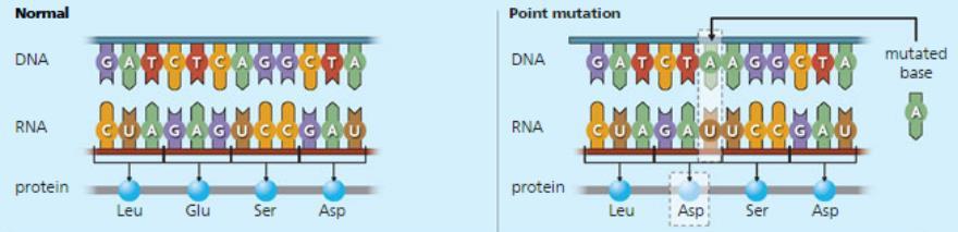 Because mrna is read as a series of triplets, or nucleotides may alter the triplet groupings of the genetic message.
