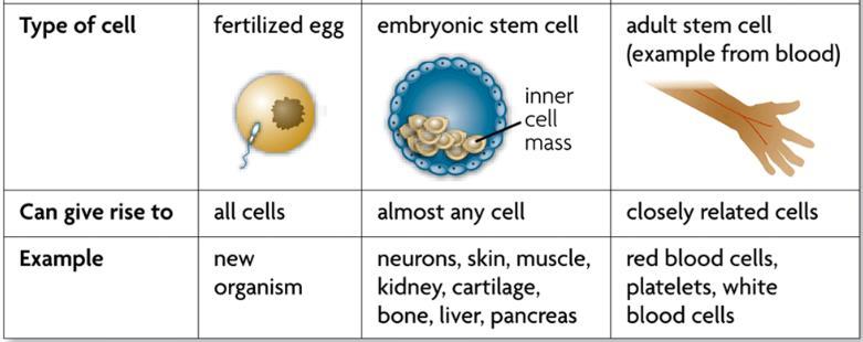 Stem cells: - they have the potential to differentiate into various types of cells ii.
