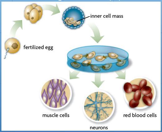 Unit 5 Guided Notes Continued NAME: Block: iv. Uses of Stem Cells 1. Embryonic stem cells can be grown indefinitely by scientists in lab cultures. 2. (1) Egg is fertilized by sperm cell in petri dish.