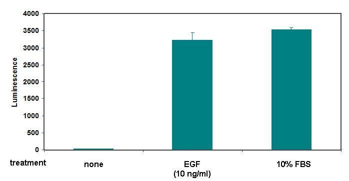 Figure 1. EGF or serum induced the expression of SRE reporter in SRE Reporter HEK293. Figure 2.