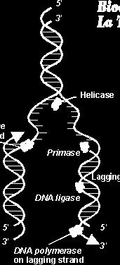 two sides The enzyme DNA Polymerase adds DNA nucleotides one at a time to