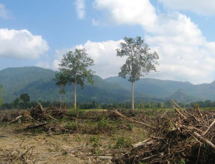 2.1 FAO s Forest and Landscape Restoration Mechanism Douglas McGuire Every year, around 13 million hectares (ha) of land are deforested (FAO 2010), an area the size of Greece.