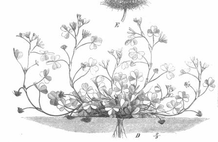 Ecological considerations - Adaptations of vegetation Deep root system