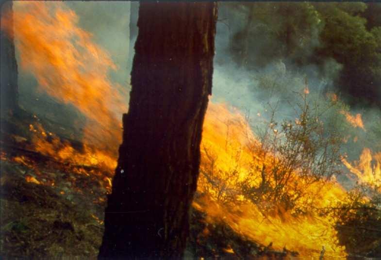 Ecological considerations Fire