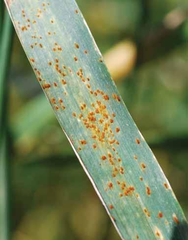 Disease affecting leaves Leaf rust Small, orangish-brown lesions are key