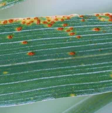These blister-like lesions are most common on leaves but can occur on the