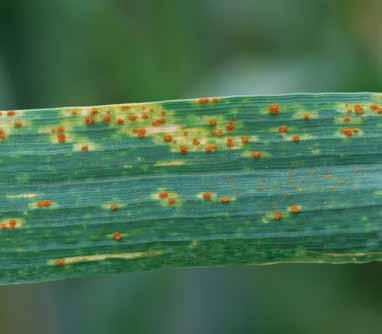 node. Lesions caused by leaf rust are normally smaller, more round, and