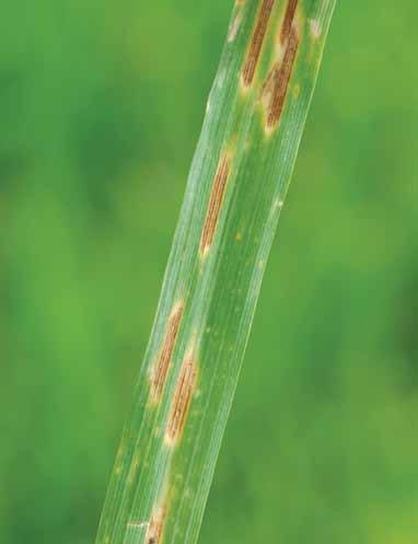 Disease affecting leaves Septoria tritici blotch This fungal disease causes