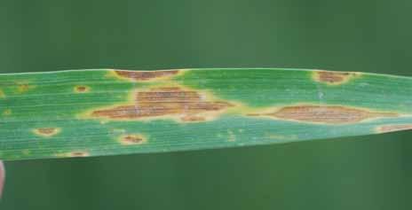 The fungus that causes tan spot survives in the debris of previous wheat crops and